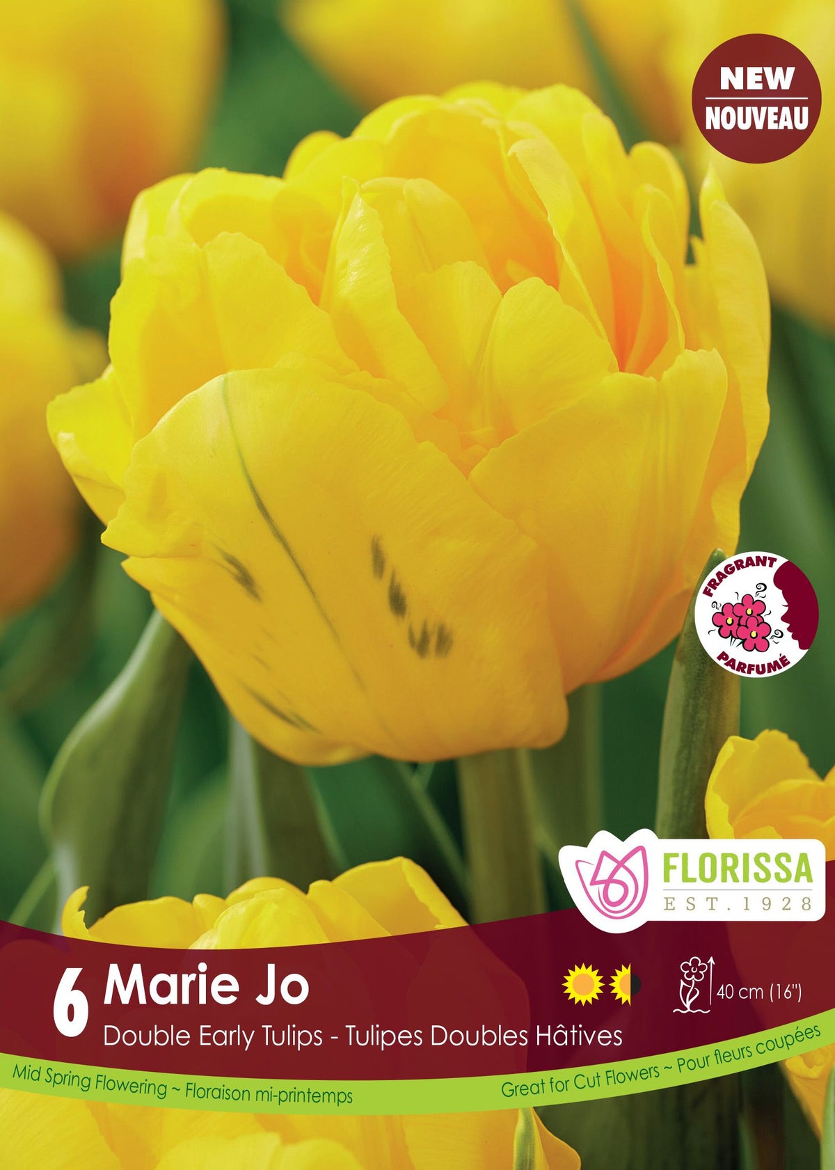 Tulipe Marie Jo ( Tulipa ) : une tulipe double jaune aux nombreux pétales. Le visuel Florissa présente la plante et son nom dans la partie inférieure de l’étiquette. La photographie occupe presque toute la surface, tandis que le bandeau du bas rassemble les indications du produit. Cette vue permet de reconnaître son apparence et de distinguer la variété présentée.
