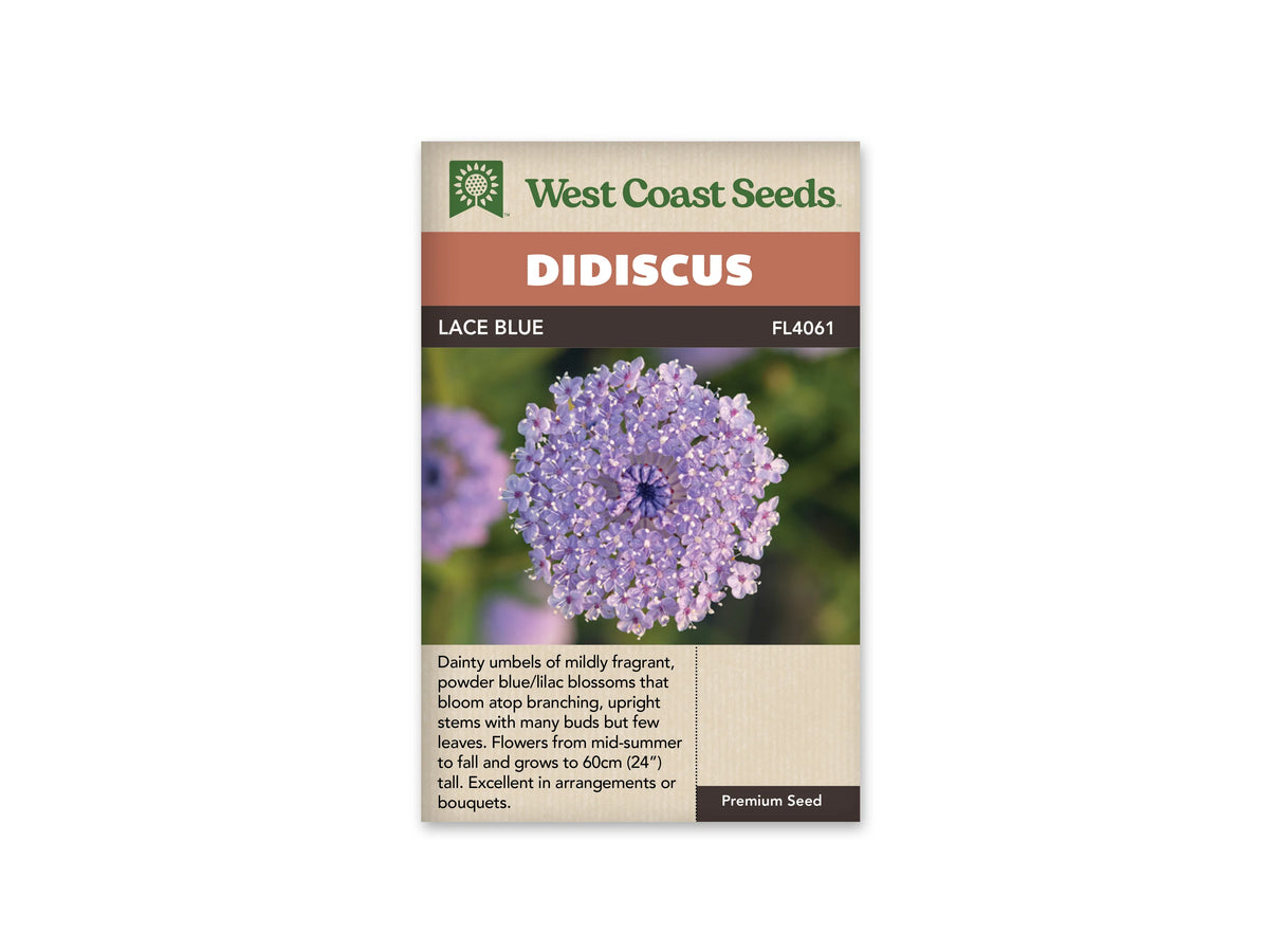 Sachet Lace Blue de West Coast Seeds sur fond blanc. Une ombelle ronde de petites fleurs lilas est vue de près, avec des points pâles et un centre plus foncé. D’autres fleurs floues se voient sur le fond vert. Le bandeau orangé indique Didiscus; la bande brune porte Lace Blue et la référence FL4061.