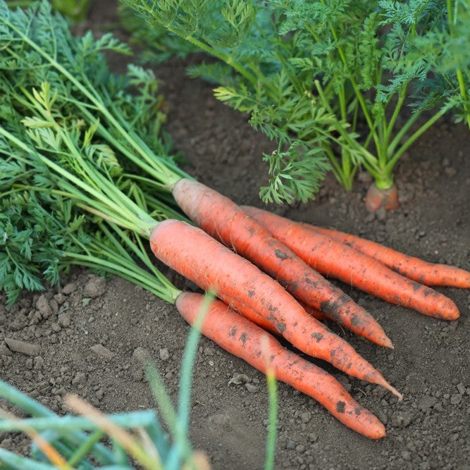 Photographie de Carotte sur ruban (Daucus carota ‘Presto’), sélection proposée en semences W.H. Perron. Le visuel présente l’apparence de la plante ou de sa récolte et permet d’en observer les formes et les couleurs. Cette vue illustre les caractéristiques visibles de la sélection, dans une présentation destinée à accompagner son identification et à montrer son intérêt au jardin.