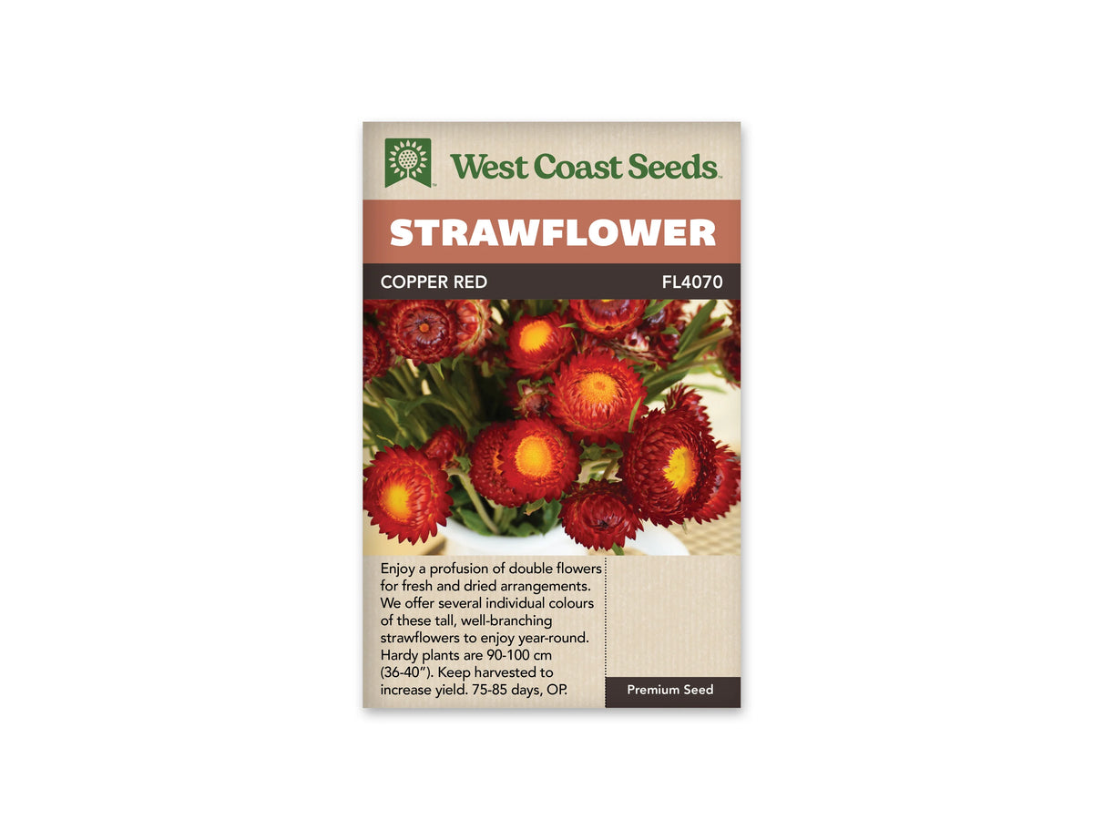 Le sachet West Coast Seeds montre un bouquet d'immortelles rouge cuivré placé dans un vase blanc. Plusieurs fleurs ouvertes présentent des rangées de bractées rouge sombre autour d'un centre jaune vif. Des feuilles vertes et quelques capitules moins ouverts complètent le bouquet. Le bandeau porte le nom Copper Red et la référence FL4070 au-dessus de la photographie.