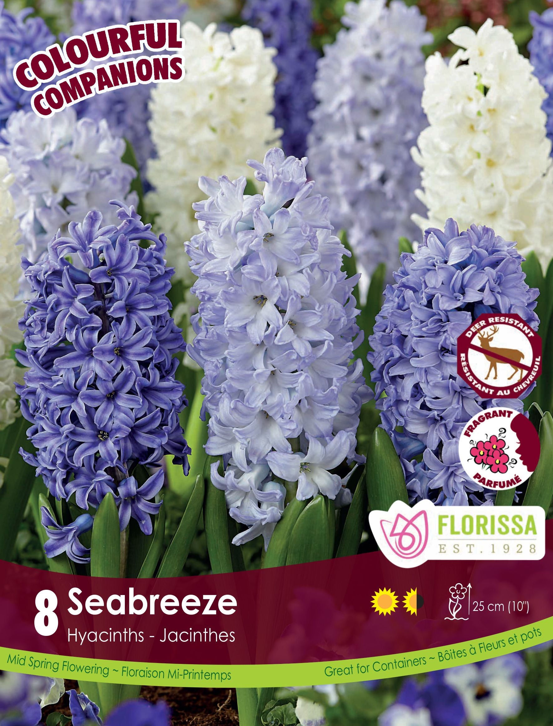 Harmonie florale Seabreeze (<em>Hyacinthus</em> orientalis)