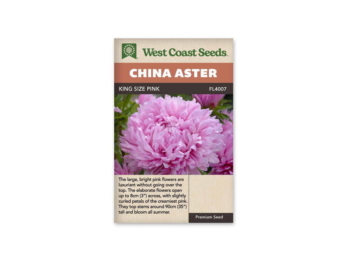 Sachet King Size Pink de West Coast Seeds sur fond blanc. La photo montre une grande fleur rose aux pétales nombreux et courbés, avec un centre plus soutenu. D’autres fleurs roses et des feuilles vertes se trouvent derrière. Le bandeau orangé indique China Aster; King Size Pink et la référence FL4007 apparaissent dans la bande brune.