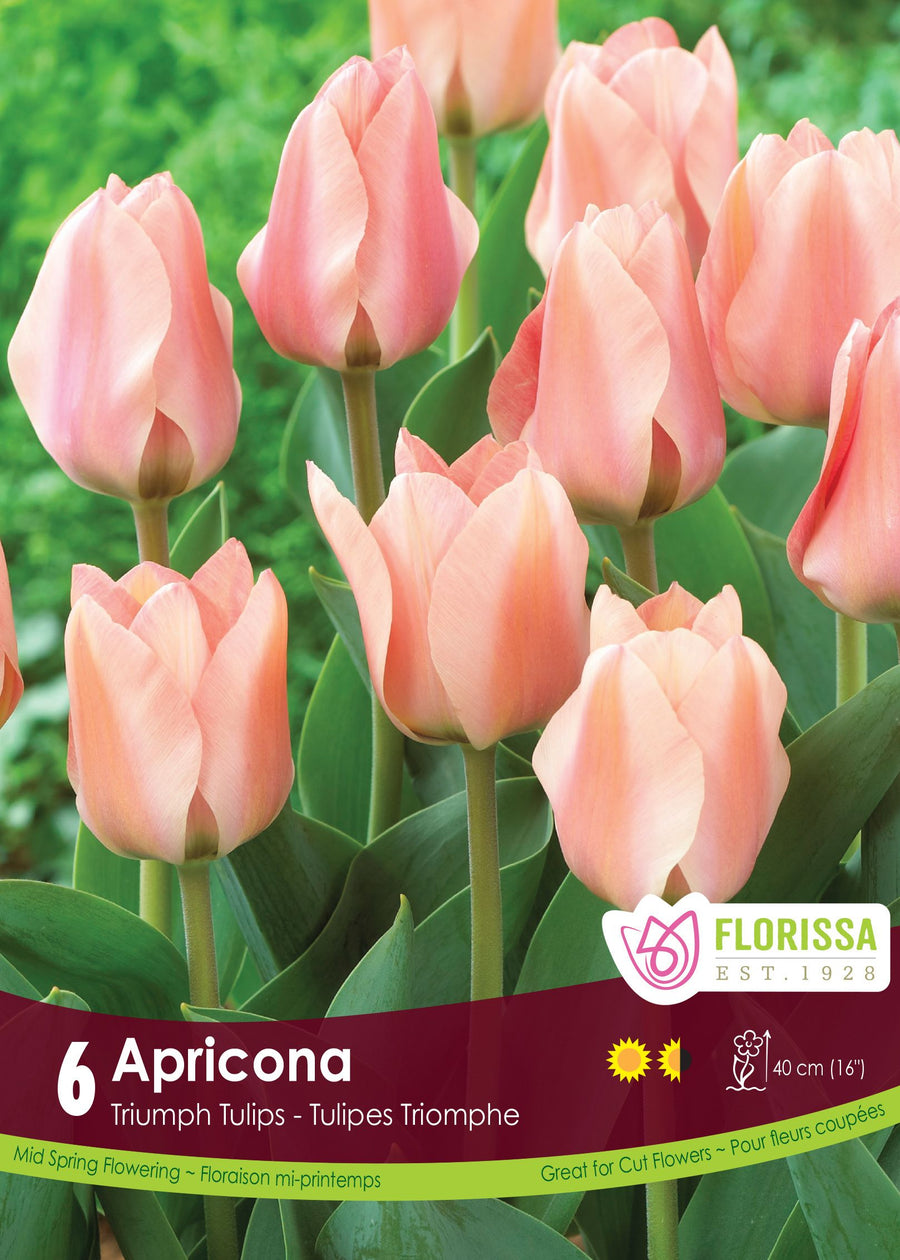 Apricona Tulip
