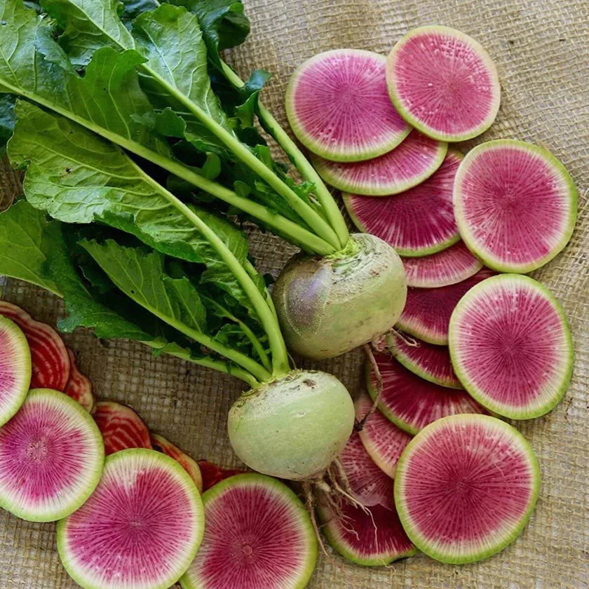 Semences Hortinova de Radis melon d'eau 'Red Meat', produit destiné au potager et présenté pour identifier clairement le cultivar avant le semis. Vue 1 de l'emballage ou du produit, à utiliser comme repère visuel avec les conseils de culture, l'exposition, l'arrosage et la récolte indiqués dans la fiche française de Pépinière.ca.