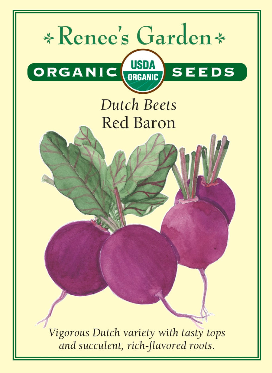 Visuel officiel de Renee's Garden pour les semences « Betterave ‘Red Baron’ », référence RN3002. Cette sélection néerlandaise forme des betteraves rondes, rouge foncé et à peau lisse. Les plants développent également un feuillage fourni. Le semencier la présente comme une variété pouvant se récolter au stade de petite betterave ou à pleine maturité. Les racines offrent une saveur marquée et se destinent à différentes préparations de betteraves cuites.