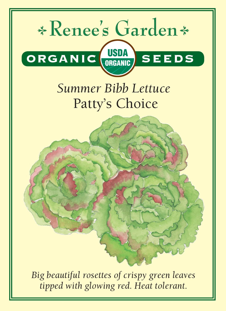 Visuel officiel de Renee's Garden pour les semences « Laitue ‘Patty’s Choice’ », référence RN3018. Cette laitue biologique forme de grosses rosettes dont les feuilles vertes frisées sont bordées de rouge bourgogne. Le semencier décrit une croissance rapide et une texture croquante. Les bordures colorées restent visibles dans les salades. Le contraste entre le vert et le rouge donne aussi une présence décorative à la planche potagère.