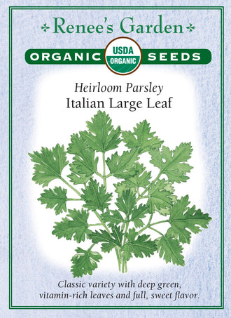 Visuel officiel de Renee's Garden associé aux semences de Persil plat à grandes feuilles, référence RN3021. Cette référence biologique porte des feuilles plates et lustrées, vert foncé. Le semencier décrit une saveur douce et aromatique. Les feuilles se récoltent pour les salades et la cuisine quotidienne. La plante est bisannuelle : la récolte de feuillage recherchée au potager ne doit pas être confondue avec son stade ultérieur de floraison.