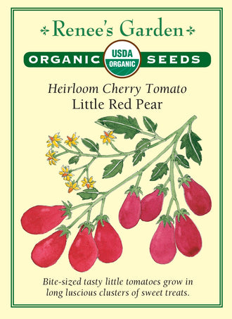 Visuel officiel de Renee's Garden pour les semences « Tomate ‘Little Red Pear’ », référence RN3024. Cette référence biologique porte de petites tomates rouges en forme de poire, réunies en grappes sur des tiges vigoureuses. Le semencier décrit une saveur douce. Leur petit format convient aux collations et aux salades. La silhouette des fruits permet de les distinguer facilement de tomates cerises parfaitement rondes.