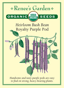 Visuel officiel de Renee's Garden pour les semences « Haricot nain ‘Royalty Purple Pod’ », référence RN3028. Les gousses pourpre foncé de cette variété se détachent nettement du feuillage vert, ce qui facilite leur repérage au moment de la cueillette. Le semencier souligne sa polyvalence au jardin et en cuisine. Ce haricot nain permet de diversifier une récolte de gousses fraîches sans installer les grands supports nécessaires aux variétés grimpantes.