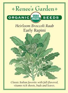 Visuel officiel de Renee's Garden pour les semences « Rapini », référence RN3031. Cette verdure italienne de saison fraîche produit des feuilles vert foncé, des tiges tendres et de petits bouquets de boutons floraux. Sa saveur est plus affirmée que celle du brocoli en pomme. Cette référence biologique se récolte pour l’ensemble de ses jeunes pousses. Les feuilles et les tiges conviennent notamment à une cuisson à la poêle, avec un assaisonnement adapté à leur caractère.