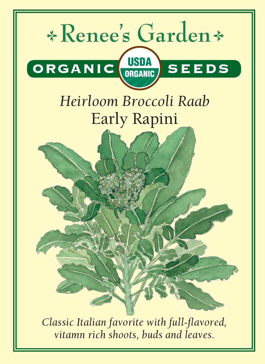 Visuel officiel de Renee's Garden pour les semences « Rapini », référence RN3031. Cette verdure italienne de saison fraîche produit des feuilles vert foncé, des tiges tendres et de petits bouquets de boutons floraux. Sa saveur est plus affirmée que celle du brocoli en pomme. Cette référence biologique se récolte pour l’ensemble de ses jeunes pousses. Les feuilles et les tiges conviennent notamment à une cuisson à la poêle, avec un assaisonnement adapté à leur caractère.