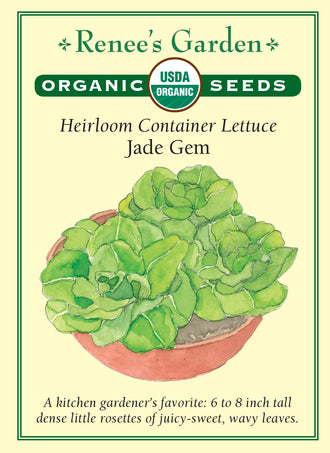 Visuel officiel de Renee's Garden pour les semences « Laitue ‘Jade Gem’ », référence RN3037. Cette référence biologique forme de petites rosettes épaisses de feuilles ondulées, ressemblant à des mini romaines. Le semencier indique une hauteur d’environ 15 à 20 cm (6 à 8 po). Les feuilles sont décrites comme juteuses et douces. Le petit calibre permet de récolter une rosette sans attendre le volume d’une grande laitue.
