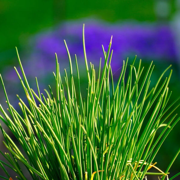 Garlic Chives 