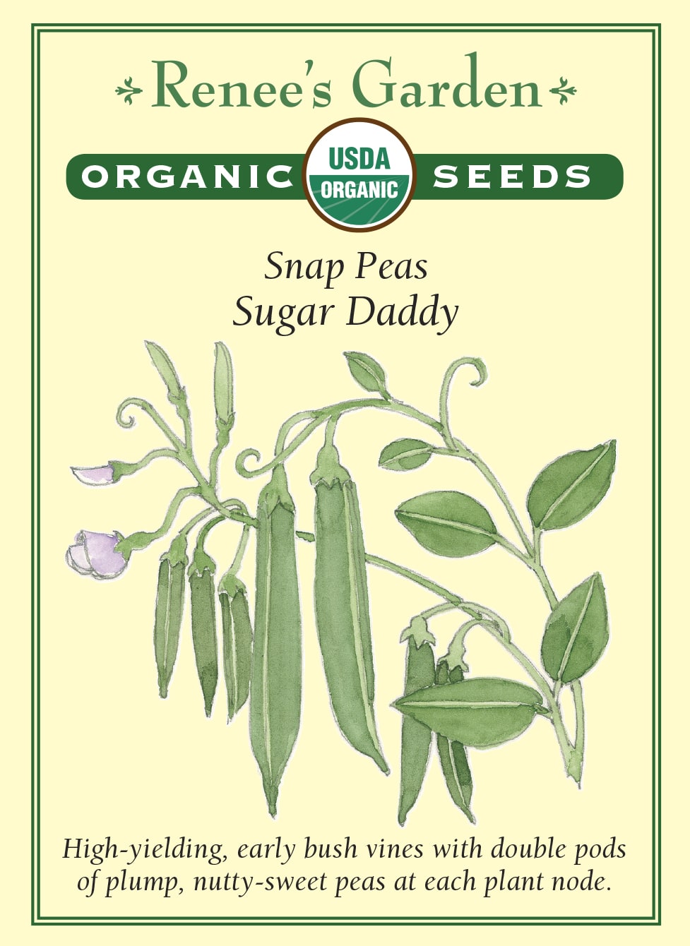Visuel officiel de Renee's Garden pour les semences « Pois croquant ‘Sugar Daddy’ », référence RN3040. Cette référence biologique produit des plants à développement réduit qui portent des gousses souvent par paires. Les gousses charnues renferment des pois doux. Le semencier souligne une production précoce et une bonne abondance de récolte. Ce pois croquant se consomme avec sa gousse lorsqu’elle demeure tendre.