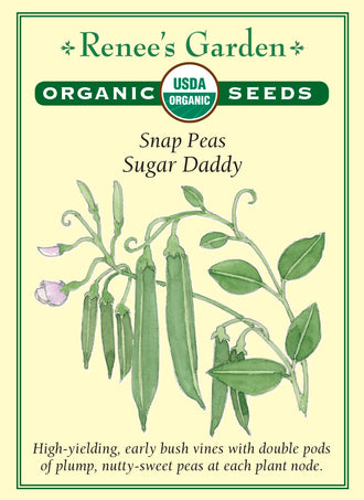 Visuel officiel de Renee's Garden pour les semences « Pois croquant ‘Sugar Daddy’ », référence RN3040. Cette référence biologique produit des plants à développement réduit qui portent des gousses souvent par paires. Les gousses charnues renferment des pois doux. Le semencier souligne une production précoce et une bonne abondance de récolte. Ce pois croquant se consomme avec sa gousse lorsqu’elle demeure tendre.
