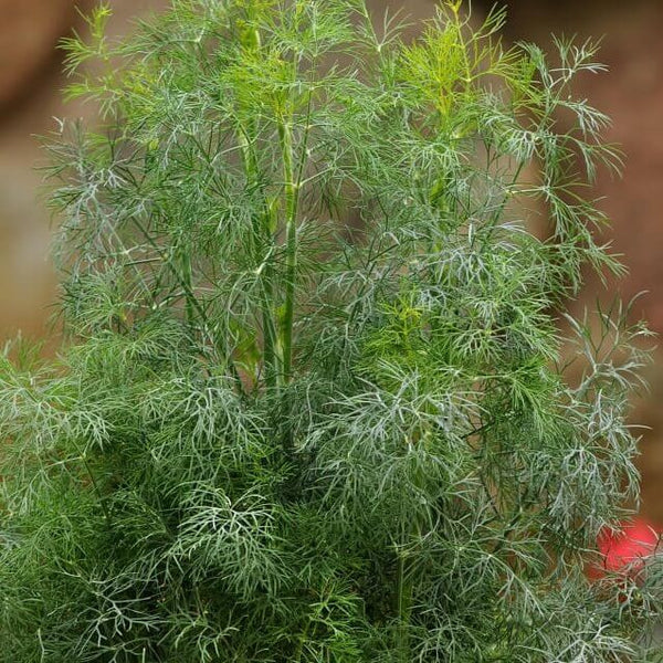 Fernleaf Dill 