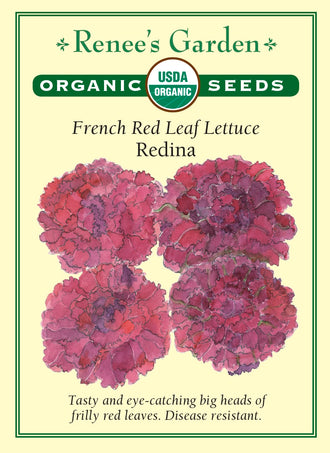 Visuel officiel de Renee's Garden pour les semences « Laitue ‘Redina’ », référence RN3056. Cette laitue biologique forme de grandes rosettes de feuilles rouges, frisées et ondulées, entourant un cœur vert. Le semencier souligne son intérêt décoratif et sa saveur. Les feuilles permettent de varier la couleur des salades tout en conservant le contraste du centre de la rosette. La plante se récolte selon le calibre de feuille recherché.
