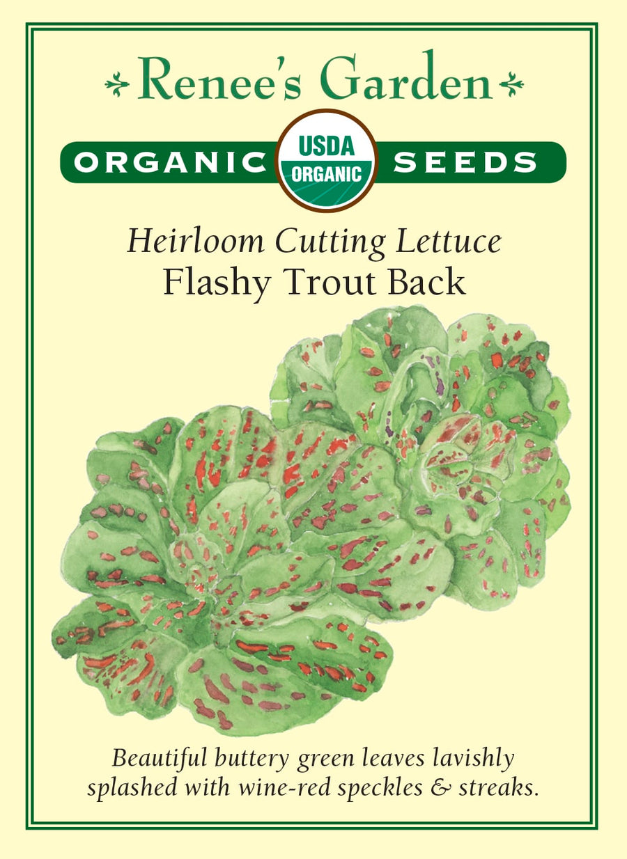 Visuel officiel de Renee's Garden pour les semences « Laitue ‘Flashy Trout Back’ », référence RN3068. Les feuilles vert vif de cette laitue biologique portent de nombreuses taches rouge lie-de-vin. Le semencier précise que ce motif apparaît dès le stade de jeune plant. Les mouchetures donnent une apparence distincte aux feuilles sans constituer une couleur uniforme. La variété se cultive pour ses feuilles à utiliser dans les salades et les préparations fraîches.
