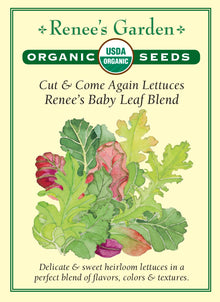 Visuel officiel de Renee's Garden pour les semences « Laitues en mélange Renee’s Special Baby Leaf », référence RN3070. Ce mélange biologique réunit à parts égales ‘Merveille des Quatre Saisons’, la romaine rouge ‘Silvia’, une laitue de type Crisphead et ‘Prizehead’. Il est destiné aux récoltes de jeunes feuilles rouges et vertes. Les différentes formes de limbes enrichissent la texture des salades. Une coupe prudente permet de préserver les points de croissance.