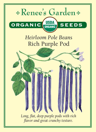 Visuel officiel de Renee's Garden pour les semences « Haricot grimpant ‘Purple Pod’ », référence RN3073. Cette sélection produit des gousses pourpre foncé qui ressortent sur les tiges feuillées. Le contraste facilite le repérage des haricots au moment de la cueillette. Le semencier souligne leur texture croquante et la bonne production des plants. Il s’agit d’un haricot grimpant à installer sur un support; les gousses se récoltent jeunes pour profiter de leur tendreté.