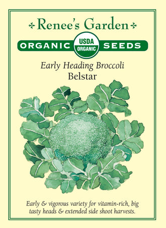 Visuel officiel de Renee's Garden pour les semences « Brocoli ‘Belstar’ », référence RN3074. Ce brocoli vigoureux est décrit comme précoce par le semencier. Il produit une grosse pomme centrale, suivie de pousses latérales qui permettent de poursuivre la récolte après la première coupe. Sa saveur est douce, avec une note rappelant la noisette. Les boutons se récoltent encore serrés, avant l’ouverture des fleurs, pour profiter de la texture recherchée.