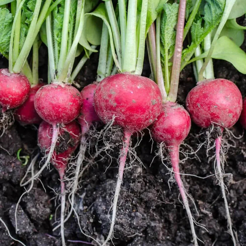 Semences Hortinova de Radis rouge 'Gloria', produit destiné au potager et présenté pour identifier clairement le cultivar avant le semis. Vue 1 de l'emballage ou du produit, à utiliser comme repère visuel avec les conseils de culture, l'exposition, l'arrosage et la récolte indiqués dans la fiche française de Pépinière.ca. Pour Radis rouge 'Gloria', des observations régulières permettent d'ajuster les soins aux conditions réelles du jardin.