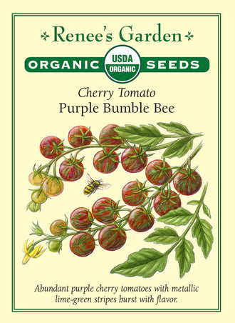 Visuel officiel de Renee's Garden pour les semences « Tomate cerise ‘Purple Bumble Bee’ », référence RN3105. Cette référence biologique forme des tomates cerises pourpres, rayées de vert lime. Le semencier décrit une saveur qui combine douceur et acidité. Les plants sont indéterminés et vigoureux. La couleur doit être observée avec la texture du fruit pour reconnaître le stade de récolte propre à cette sélection.