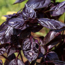 Basil  'Dark Opal'
