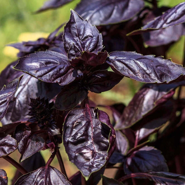 Basil  'Dark Opal'