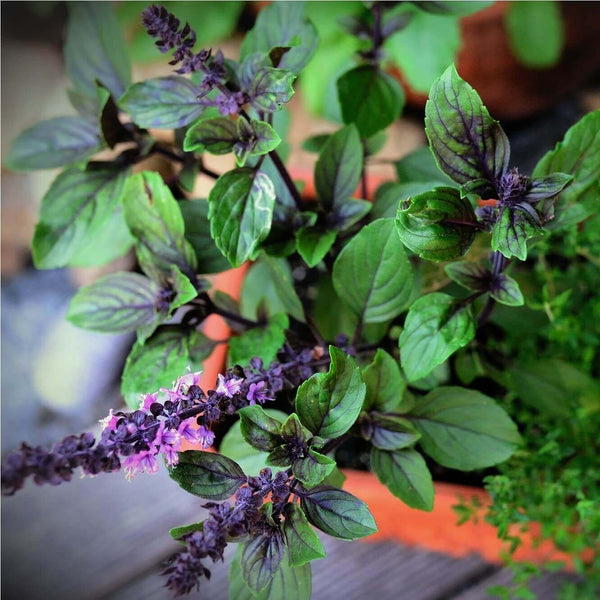 Thai Basil 'Siam Queen' 