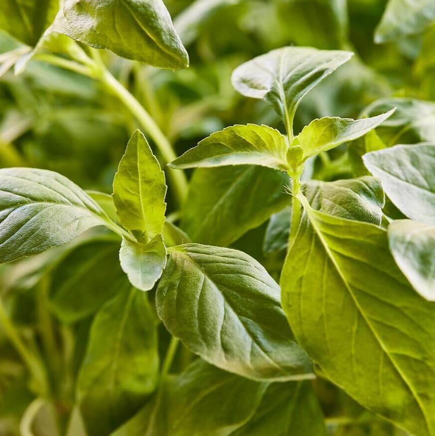 Basilic 'Blue Spice Bush'