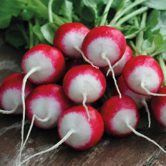 Semences Hortinova de Radis 'Isabell', produit destiné au potager et présenté pour identifier clairement le cultivar avant le semis. Vue 1 de l'emballage ou du produit, à utiliser comme repère visuel avec les conseils de culture, l'exposition, l'arrosage et la récolte indiqués dans la fiche française de Pépinière.ca. Pour Radis 'Isabell', des observations régulières permettent d'ajuster les soins aux conditions réelles du jardin.