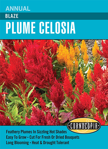 Visuel officiel de Cornucopia associé aux semences de Célosie plumeuse, référence CS331. Cette référence propose une célosie à inflorescences plumeuses. Les épis apportent une texture dressée aux plantations décoratives de saison chaude. Cette image accompagne la fiche de cette sélection et permet de repérer le produit correspondant dans le catalogue de semences.