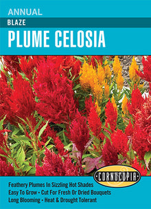 Visuel officiel de Cornucopia associé aux semences de Célosie plumeuse, référence CS331. Cette référence propose une célosie à inflorescences plumeuses. Les épis apportent une texture dressée aux plantations décoratives de saison chaude. Cette image accompagne la fiche de cette sélection et permet de repérer le produit correspondant dans le catalogue de semences.