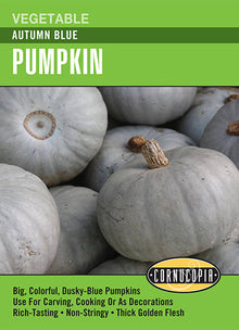 Visuel officiel de Cornucopia associé aux semences de Citrouille ‘Autumn Blue’, référence CS333. Cette référence propose la citrouille Autumn Blue. Sa culture demande de l’espace au potager et une saison chaude pour permettre aux fruits d’atteindre leur maturité. Cette image accompagne la fiche de cette sélection et permet de repérer le produit correspondant dans le catalogue de semences.