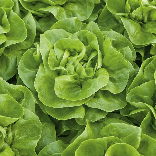 Semences Hortinova de Laitue pommée verte 'Verna', produit destiné au potager et présenté pour identifier clairement le cultivar avant le semis. Vue 1 de l'emballage ou du produit, à utiliser comme repère visuel avec les conseils de culture, l'exposition, l'arrosage et la récolte indiqués dans la fiche française de Pépinière.ca.