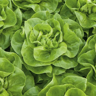 Semences Hortinova de Laitue pommée verte 'Verna', produit destiné au potager et présenté pour identifier clairement le cultivar avant le semis. Vue 1 de l'emballage ou du produit, à utiliser comme repère visuel avec les conseils de culture, l'exposition, l'arrosage et la récolte indiqués dans la fiche française de Pépinière.ca.