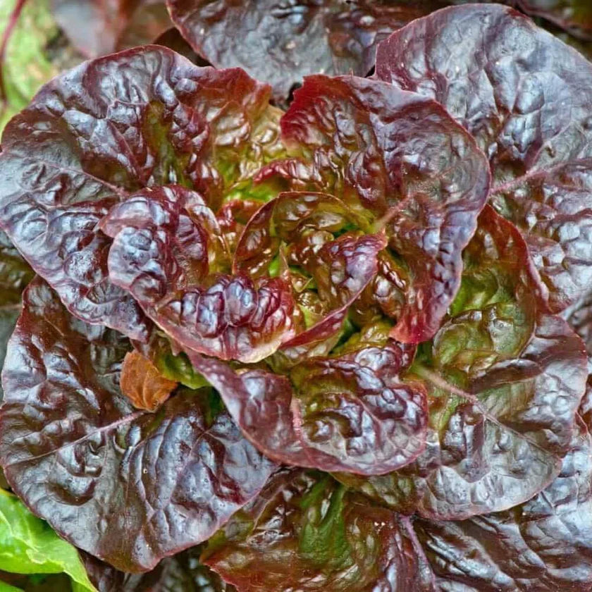Semences Hortinova de Laitue pommée rouge 'Red Cross', produit destiné au potager et présenté pour identifier clairement le cultivar avant le semis. Vue 1 de l'emballage ou du produit, à utiliser comme repère visuel avec les conseils de culture, l'exposition, l'arrosage et la récolte indiqués dans la fiche française de Pépinière.ca.