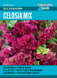 Visuel officiel de Cornucopia associé aux semences de Célosie crête-de-coq Tall Cockscomb Mix, référence CS356. Ce mélange présente des inflorescences crêtées aux couleurs magenta, jaune lime et bordeaux. Les plantes fleurissent pendant l’été et tolèrent la chaleur. Leurs formes donnent du relief aux massifs et aux bordures. Cette image accompagne la fiche de cette sélection et permet de repérer le produit correspondant dans le catalogue de semences.
