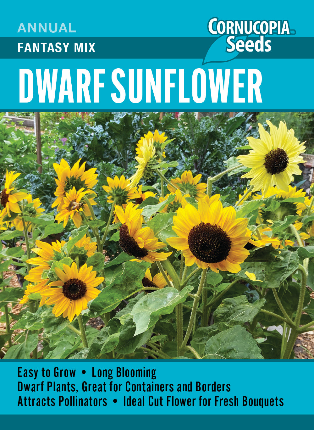 Visuel officiel de Cornucopia associé aux semences de Tournesol nain Dwarf Fantasy Mix, référence CS359. Ce mélange présente des fleurs jaune clair et orange sur des tiges bien ramifiées. Le format convient aux contenants et aux bordures. Les fleurs attirent les pollinisateurs et les capitules produisent des graines pour les oiseaux.