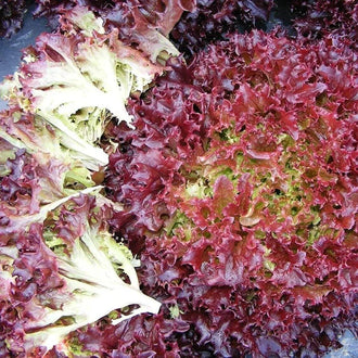Semences Hortinova de Laitue frisée rouge 'Red Curl', produit destiné au potager et présenté pour identifier clairement le cultivar avant le semis. Vue 1 de l'emballage ou du produit, à utiliser comme repère visuel avec les conseils de culture, l'exposition, l'arrosage et la récolte indiqués dans la fiche française de Pépinière.ca.