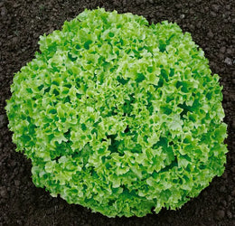 Green Leaf Lettuce 'Biondi'