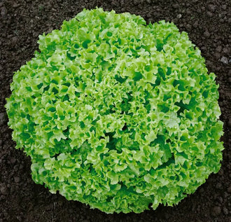 Semences Hortinova de Laitue frisée verte 'Biondi', produit destiné au potager et présenté pour identifier clairement le cultivar avant le semis. Vue 1 de l'emballage ou du produit, à utiliser comme repère visuel avec les conseils de culture, l'exposition, l'arrosage et la récolte indiqués dans la fiche française de Pépinière.ca.