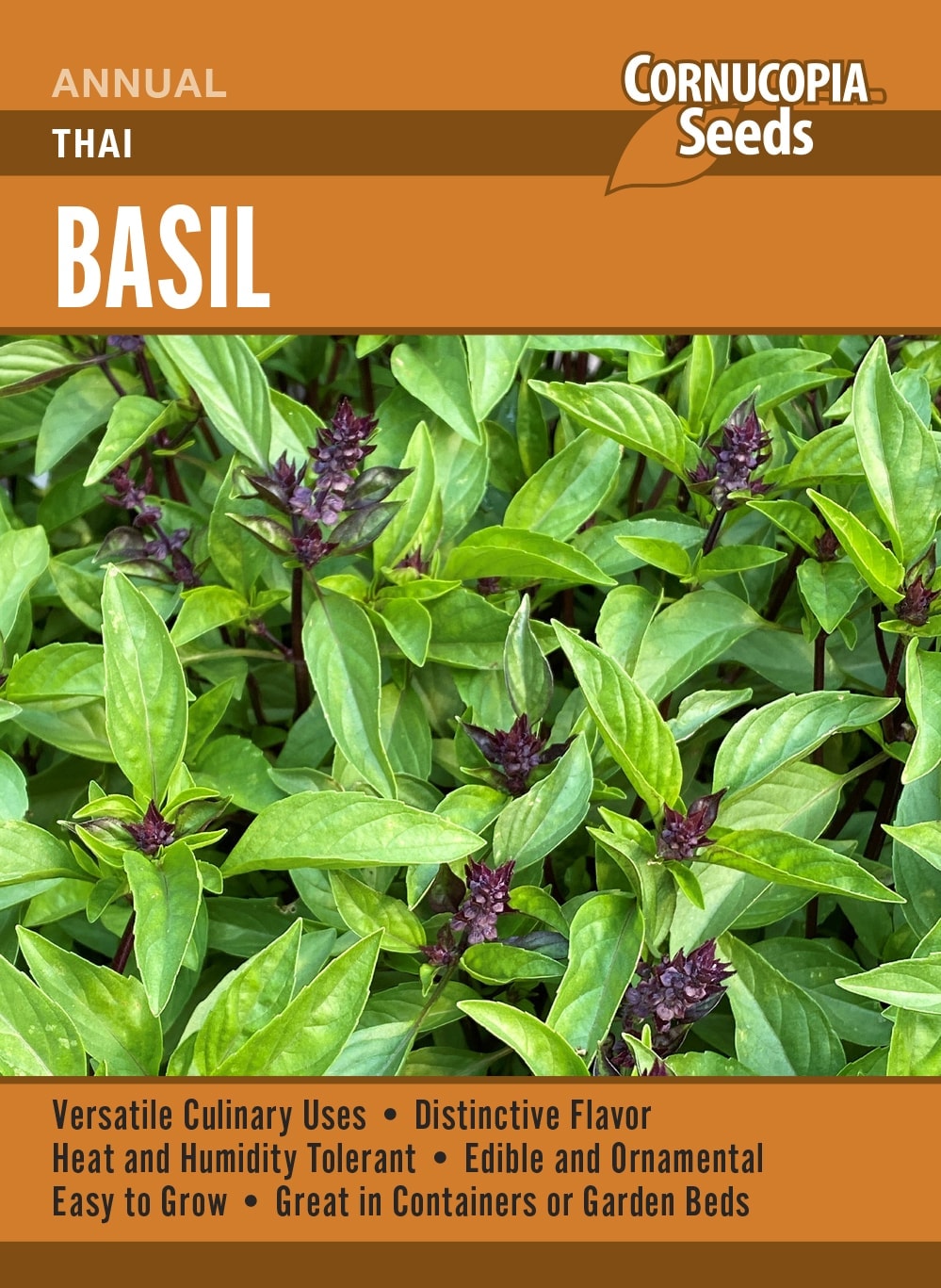 Visuel officiel de Cornucopia associé aux semences de Basilic thaï, référence CS375. Ce basilic se cultive dans un sol fertile pendant la saison chaude. Les récoltes régulières au-dessus d’une paire de feuilles favorisent la ramification. Les feuilles aromatiques sont destinées aux préparations culinaires. Cette image accompagne la fiche de cette sélection et permet de repérer le produit correspondant dans le catalogue de semences.