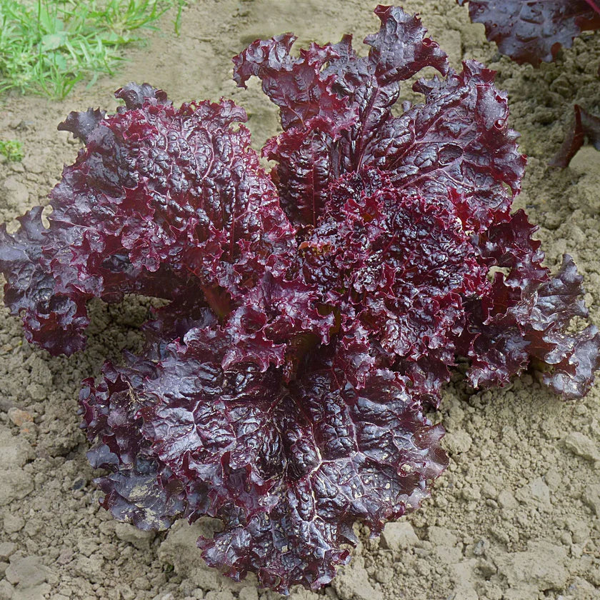 Semences Hortinova de Laitue rouge 'Batavia Coraly', produit destiné au potager et présenté pour identifier clairement le cultivar avant le semis. Vue 1 de l'emballage ou du produit, à utiliser comme repère visuel avec les conseils de culture, l'exposition, l'arrosage et la récolte indiqués dans la fiche française de Pépinière.ca.