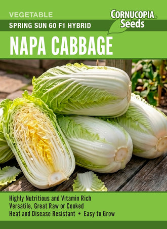 Visuel officiel de Cornucopia associé aux semences de Chou napa ‘Spring Sun’, référence CS381. Ce chou napa peut être commencé à l’intérieur puis repiqué après acclimatation, ou semé directement lorsque les conditions le permettent. Le semencier recommande un sol fertile et une exposition ensoleillée, avec suffisamment d’espace pour former la pomme.
