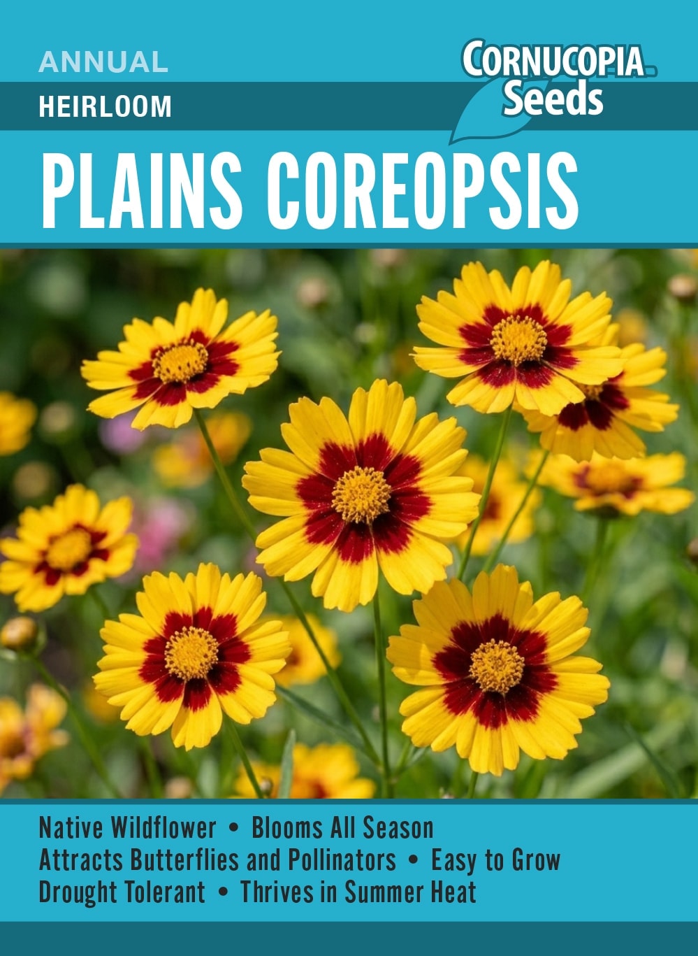 Visuel officiel de Cornucopia associé aux semences de Coréopsis des teinturiers, référence CS385. Ce coréopsis peut être semé à l’intérieur ou directement en place lorsque les conditions sont favorables. La suppression des fleurs fanées favorise le renouvellement de la floraison. Les plantes peuvent se ressemer si les graines mûrissent. Cette image accompagne la fiche de cette sélection et permet de repérer le produit correspondant dans le catalogue de semences.