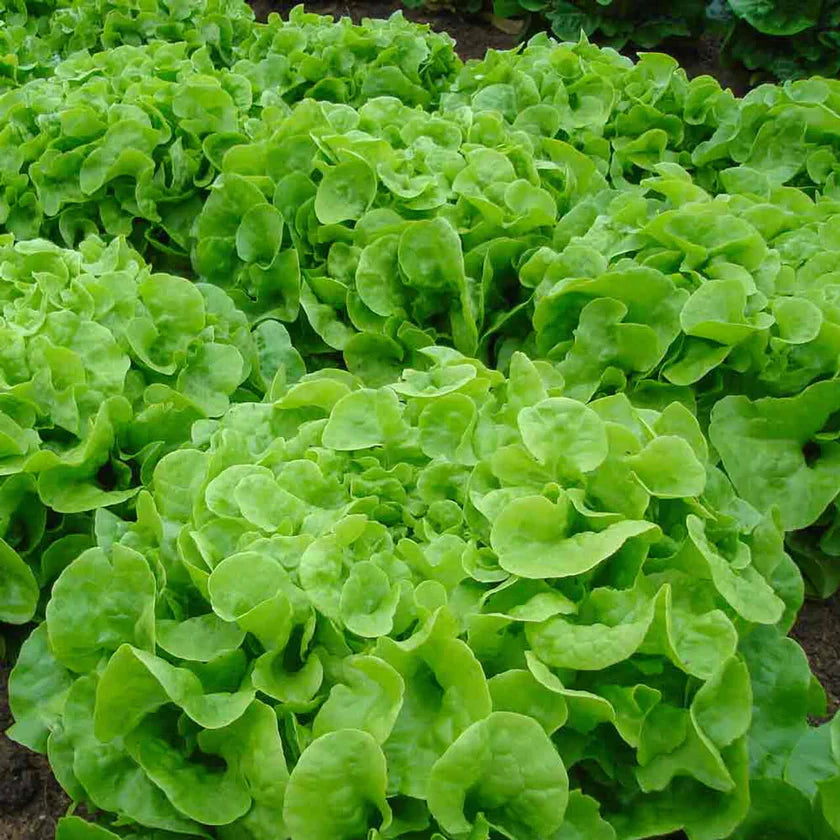 Semences Hortinova de Laitue feuille de chêne verte 'Green Pick', produit destiné au potager et présenté pour identifier clairement le cultivar avant le semis. Vue 1 de l'emballage ou du produit, à utiliser comme repère visuel avec les conseils de culture, l'exposition, l'arrosage et la récolte indiqués dans la fiche française de Pépinière.ca.