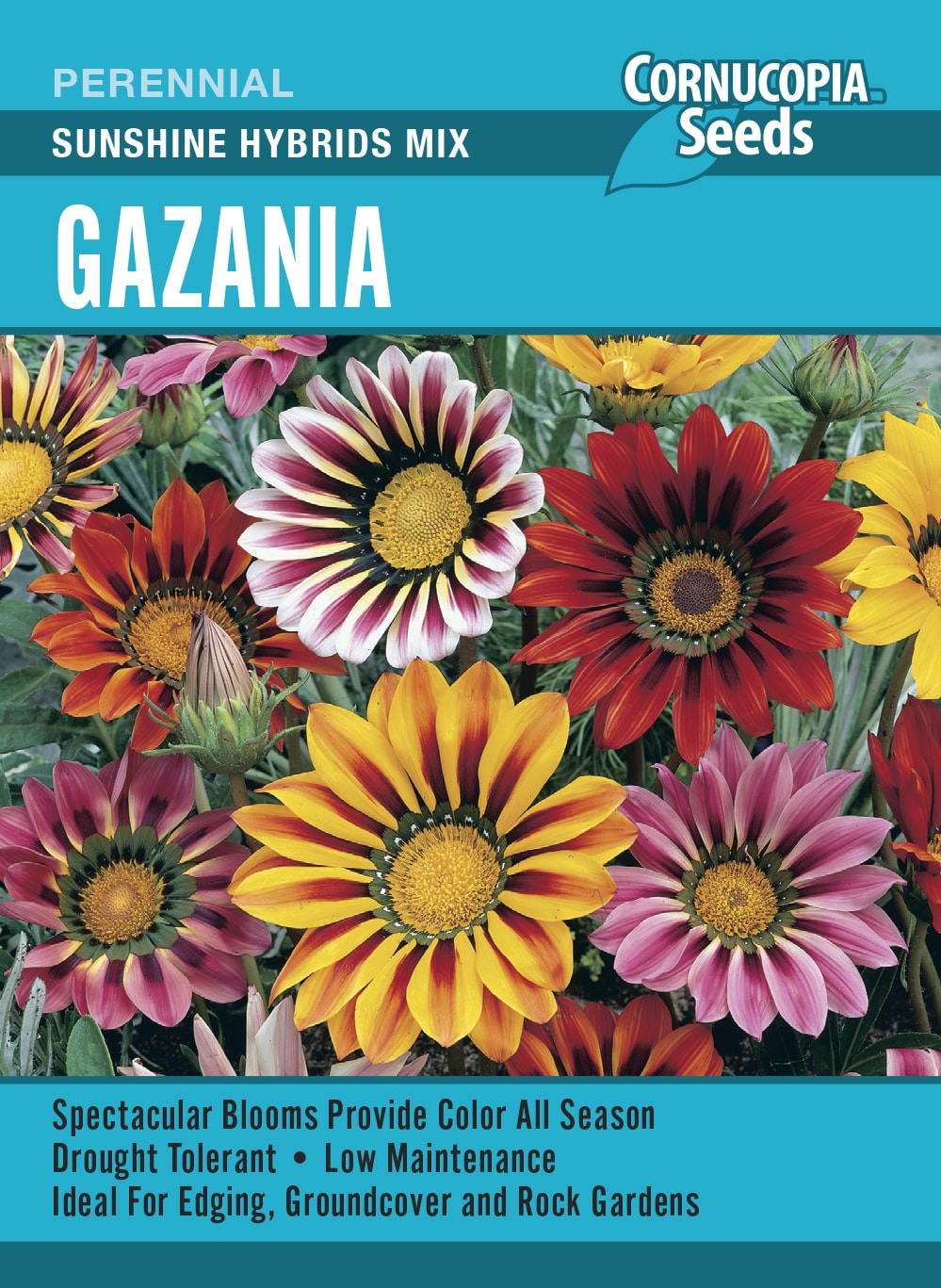 Visuel officiel de Cornucopia associé aux semences de Gazania Sunshine Hybrids, référence CS391. Ce mélange hybride peut être commencé à l’intérieur avant son installation au jardin. Le semencier recommande une terre légère et bien drainée. Un arrosage suivi aide les jeunes plants à s’établir. Cette image accompagne la fiche de cette sélection et permet de repérer le produit correspondant dans le catalogue de semences.