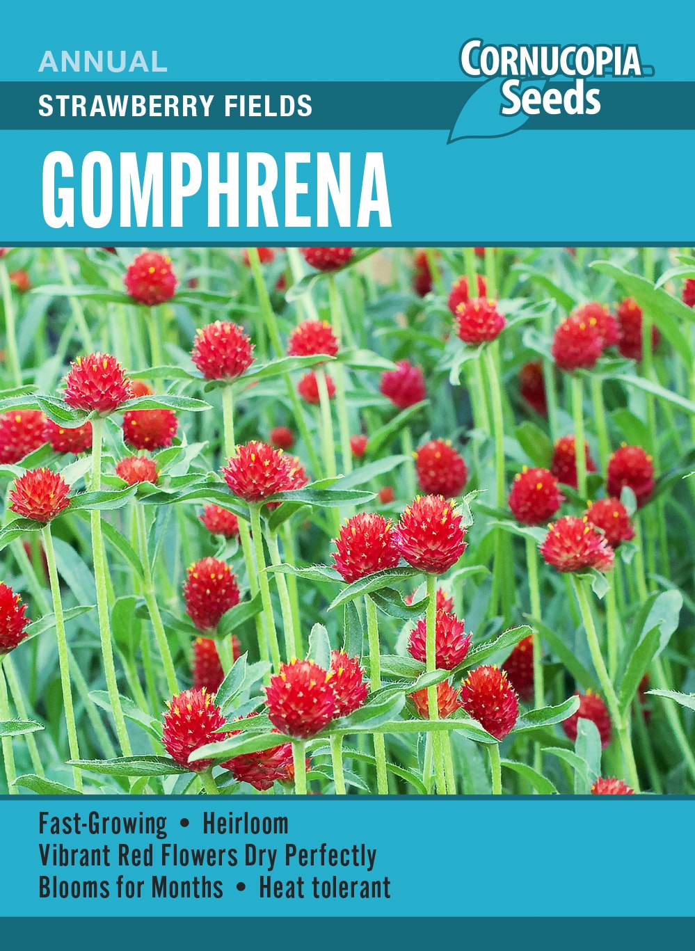 Visuel officiel de Cornucopia associé aux semences de Gomphréna ‘Strawberry Fields’, référence CS392. Cette sélection peut être semée directement après les gelées ou commencée à l’intérieur. Les jeunes plants demandent une bonne lumière. Le semencier recommande une plantation au soleil et un éclaircissage pour favoriser leur développement. Cette image accompagne la fiche de cette sélection et permet de repérer le produit correspondant dans le catalogue de semences.